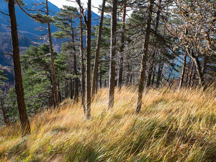 Goldgelbe Graslandschaft im Wald