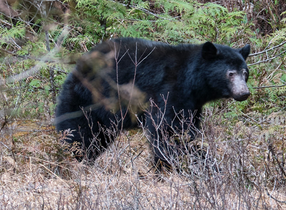 Schwarzbär © Foto Web und Berge Markus Arndt