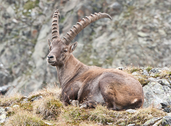 Steinbock © Foto Web und Berge Markus Arndt