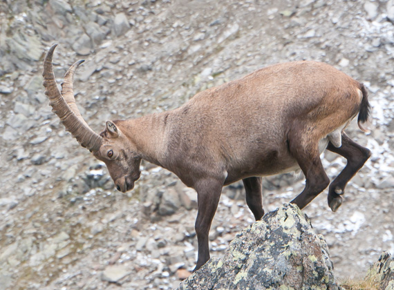 Steinbock © Foto Web und Berge Markus Arndt