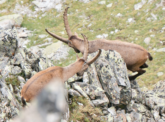 Steinbock © Foto Web und Berge Markus Arndt