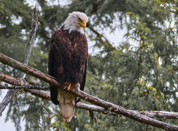 Wildlife-Fotografie Weißkopfseeadler / Bald eagle © Foto Web und Berge Markus Arndt