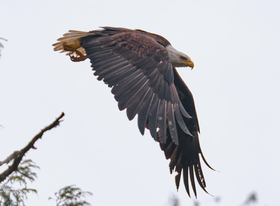 Wildlife-Fotografie Weißkopfseeadler / Bald eagle © Foto Web und Berge Markus Arndt