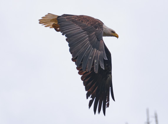 Wildlife-Fotografie Weißkopfseeadler / Bald eagle © Foto Web und Berge Markus Arndt