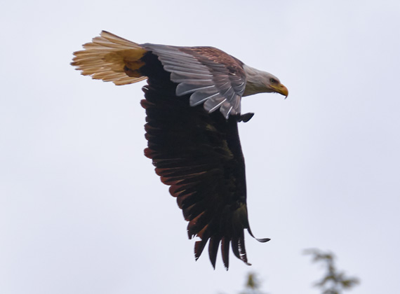 Wildlife-Fotografie Weißkopfseeadler / Bald eagle © Foto Web und Berge Markus Arndt