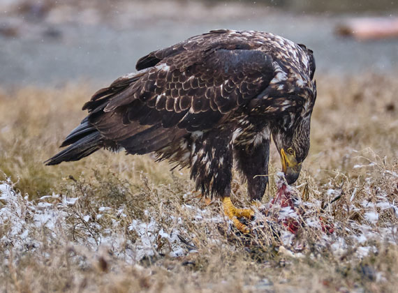 Wildlife-Fotografie Weißkopfseeadler / Bald eagle © Foto Web und Berge Markus Arndt