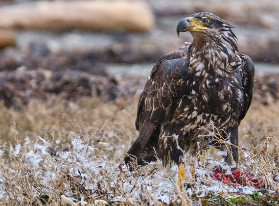 Wildlife-Fotografie Weißkopfseeadler | Bald eagle © Foto Web und Berge Markus Arndt