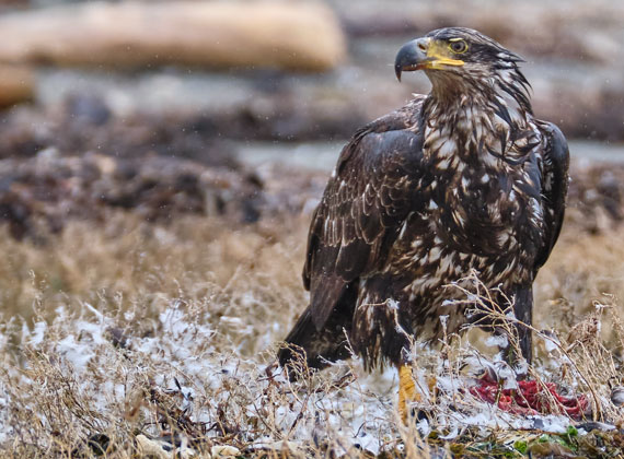 Wildlife-Fotografie Weißkopfseeadler / Bald eagle © Foto Web und Berge Markus Arndt