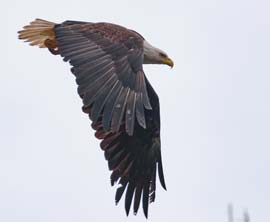 Weißkopfseeadler